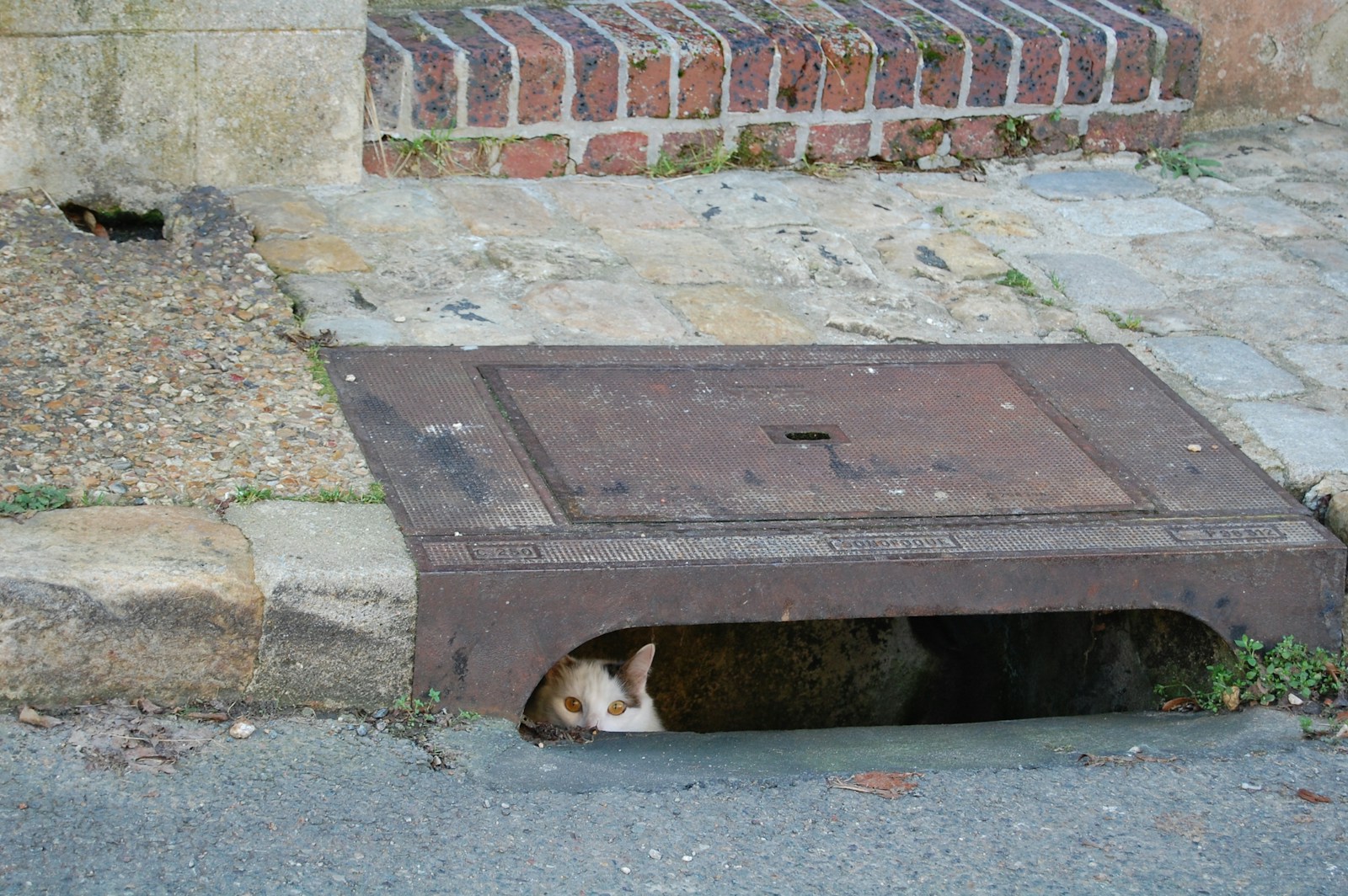 a cat laying in a hole in the ground
